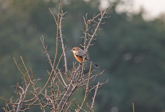 モズが枯れ木で鳴いている